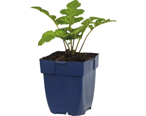 Zimmerpflanze im Topf