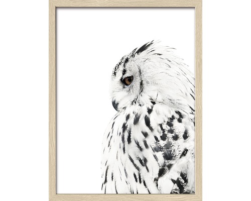 Gerahmtes Bild Snow Owl 33x43 cm