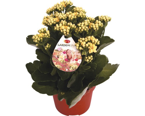 Flammendes Käthchen gelb FloraSelf Kalanchoe blosfeldiana Gardenlina™ Ø 12 cm Topf Gelbe Kalanchoe in einem Topf mit Gardenline Logo