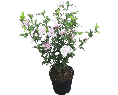 3dRose Gartenflagge „Pink High Heels“ – 30,5 X 45,7 Cm, Aus Halbdurchsichtigem Polyester