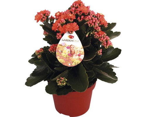 Flammendes Käthchen orange FloraSelf Kalanchoe blosfeldiana Gardenlina™ Ø 12 cm Topf Flammendes Käthchen im Topf mit Gardenlina Logo
