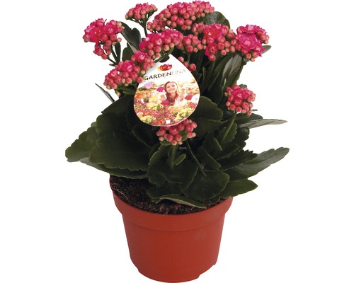 Flammendes Käthchen violett FloraSelf Kalanchoe blosfeldiana Gardenlina™ Ø 12 cm Topf Kalanchoe Pflanze im Topf