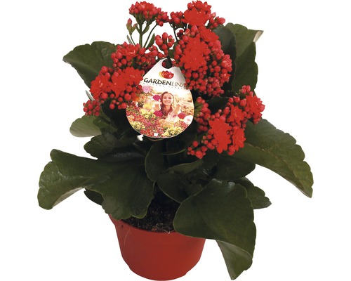Flammendes Käthchen rot FloraSelf Kalanchoe blosfeldiana Gardenlina™ Ø 12 cm Topf Flammendes Käthchen im Topf mit roten Blüten und grünen Blättern.