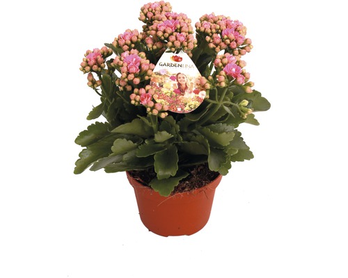 Flammendes Käthchen rosa FloraSelf Kalanchoe blosfeldiana Gardenlina™ Ø 12 cm Topf Flammendes Käthchen in einem Topf mit Gartenlina-Etikett