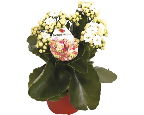 Flammendes Käthchen weiß FloraSelf Kalanchoe blosfeldiana Gardenlina™ Ø 12 cm Topf Kalanchoe mit weißen Blüten im Topf