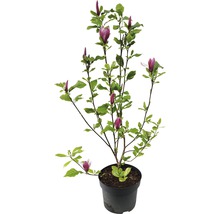 Magnolie FloraSelf Magnolia 'Oriental Night' H 100-125 cm Co 10 L