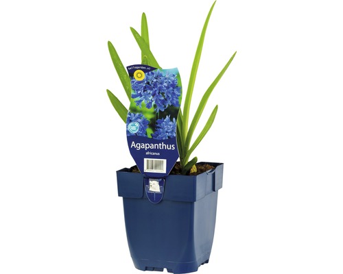 Agapanthus africanus in einem Topf