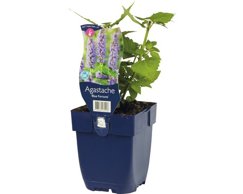 Agastache Blue Fortune Pflanze im Topf