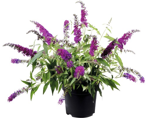 Schmetterlingsflieder in einem Topf