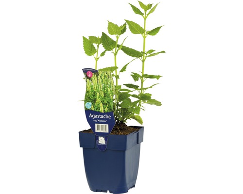 Agastache Pflanze im Topf