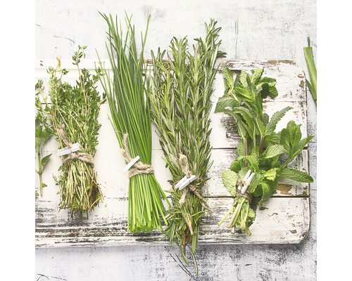 Bündel frischer Kräuter wie Thymian, Schnittlauch, Rosmarin und Minze auf einem Holzbrett