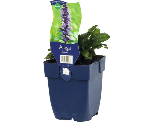 Kriechender Günsel FloraSelf Ajuga reptans H 5-15 cm Co 0,5 L