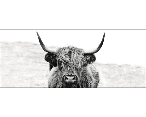 Glasbild Scottish Highland Cattle ll 30x80 cm GLA2151