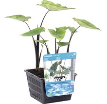 Colocasia ''Tea Cup'' Pflanze im Topf