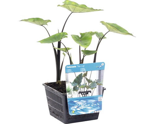 Colocasia ''Tea Cup'' Pflanze im Topf
