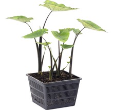 Alocasia im Topf