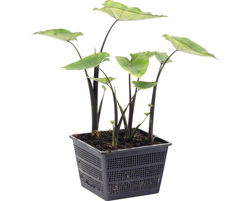 Alocasia im Topf