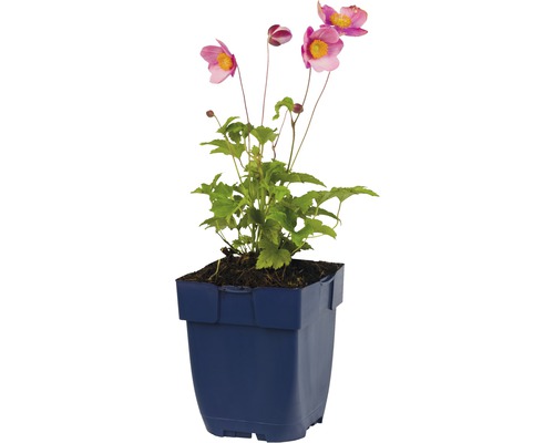 Japanische Anemone im Topf