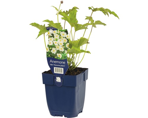 Herbst-Anemone ''Honorine Jobert'' im Topf