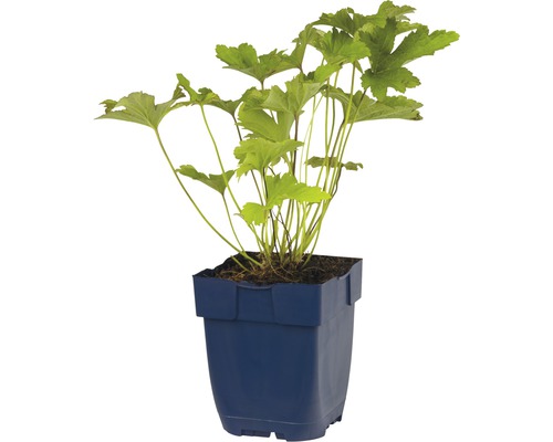 Schaumblüte in einem Pflanzgefäß