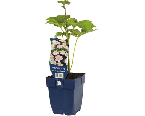 Anemone ''Königin Charlotte'' in einem Topf