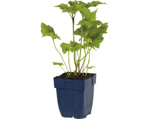 Gartenpflanze im Topf