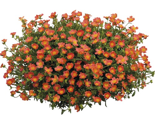 Porulakröschen FloraSelf Portulaca grandiflora Ø 21 cm Topf