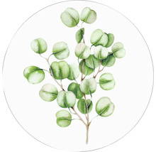 Illustration eines Eukalyptuszweigs
