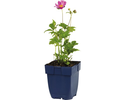 Herbst-Anemone FloraSelf Anemone hupehensis 'Emmy Pink Blush' H 5-20 cm Co 0,5 L Herbst-Anemone in einem Topf