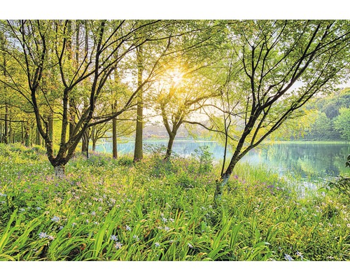 Fototapete Papier 8-524 VOL 15 Spring Lake 8-tlg. 368 x 254 cm Sonnendurchflutete Waldszene mit See, Bäumen und üppiger Vegetation