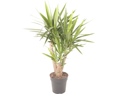 Riesen-Palmlilie, Yuccapalme verzweigt FloraSelf Yucca elephantipes H 70-80 cm Ø 24 cm Topf