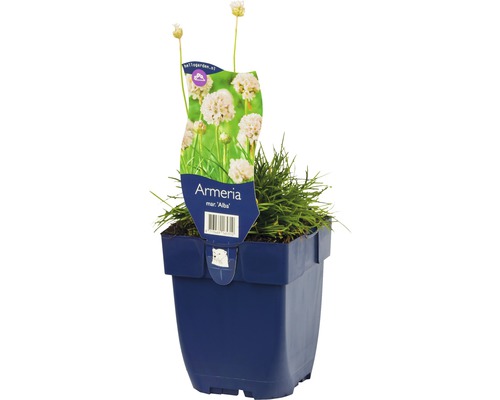 Grasnelke Alba im Topf