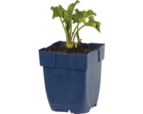 Rhabarberpflanze im blauen Pflanztopf