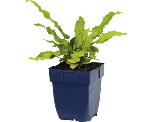 Wellenfarn in einem Topf