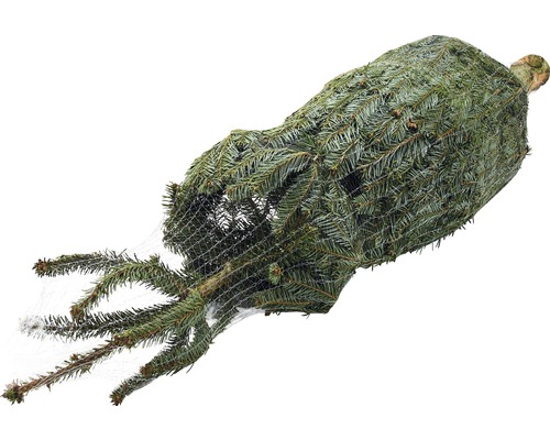Eingenetzter Weihnachtsbaum