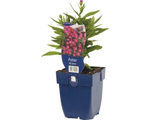 Aster Jenny in einem Topf
