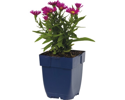 Aster in einem Topf
