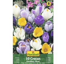 Packung mit zehn Krokus Blumenzwiebeln, gemischte Sorten