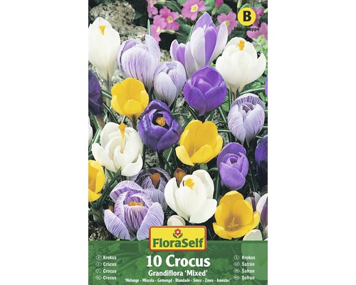 Packung mit zehn Krokus Blumenzwiebeln, gemischte Sorten