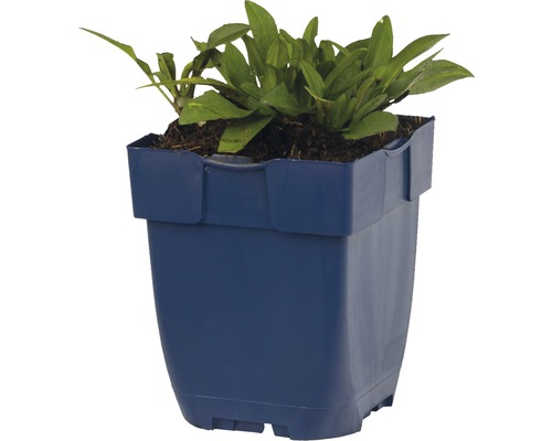 Wasserpflanze in einem Topf