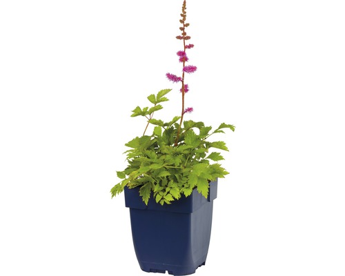 Astilbe in einem Topf mit grünen Blättern und pinkfarbenen Blüten.