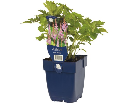 Astilbe chinensis Pumila in einem Pflanztopf