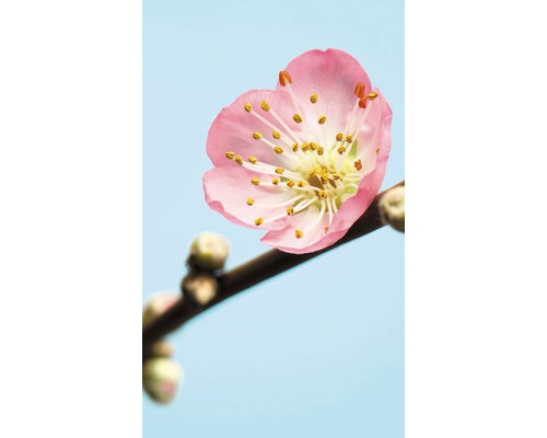 Fototapete Vlies V3-753 Peach Blossom 3-tlg. 150 x 250 cm Nahaufnahme einer rosa Pflaumenblüte an einem Zweig