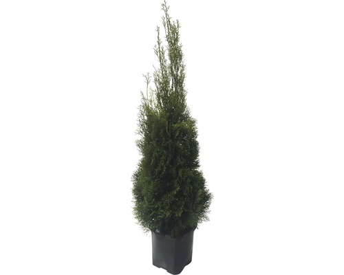 Im Topf gezogener Lebensbaum