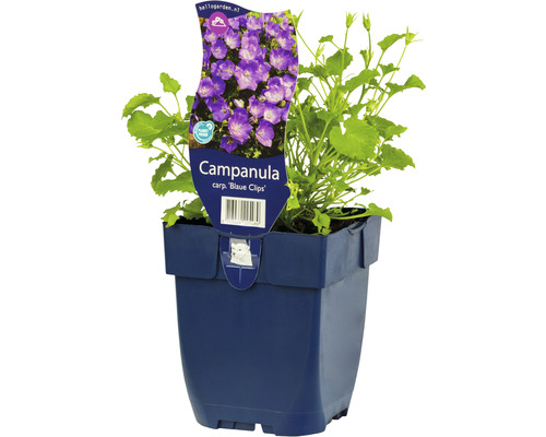 Niedrige Glockenblume FloraSelf Campanula carpatica 'Blaue Clips' H 5-20 cm Co 0,5 L Glockenblume im Topf