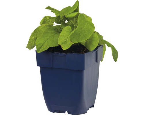 Echter Alant im Topf