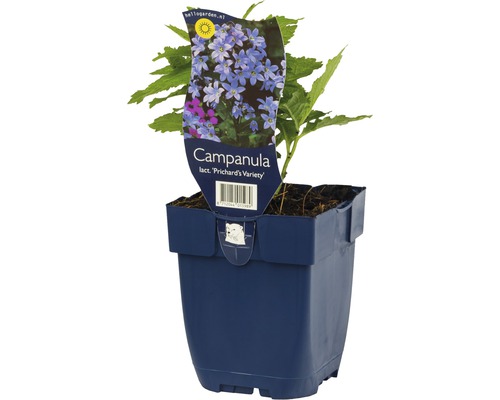 Glockenblume FloraSelf Campanula lactiflora 'Prichard's Variety' H 5-70 cm Co 0,5 L