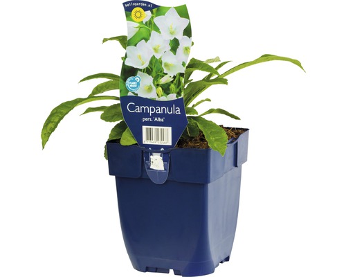 Weiße Glockenblume FloraSelf Campanula persicifolia 'Alba' H 5-80 cm Co 0,5 L Glockenblume ''Alba'' im Topf