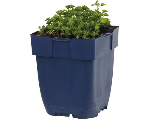 Blumentopf mit grüner Pflanze