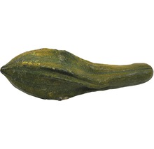 Dekokürbis mit länglicher Form